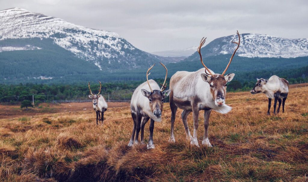 uk cairngorms