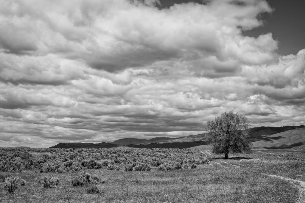 pexels brett sayles 4682195