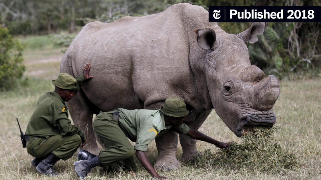21Rhino1 videoSixteenByNine3000