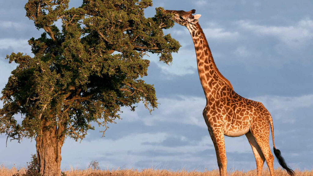 DEC 2013 GIRAFFES