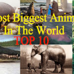 Most Biggest Animal In The World Top 10