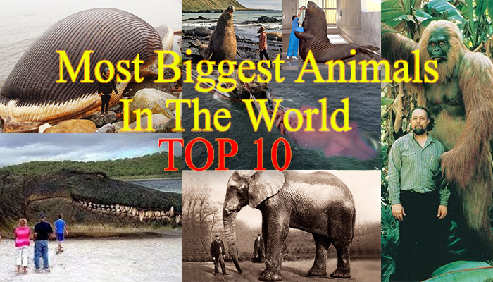 Most Biggest Animal In The World Top 10