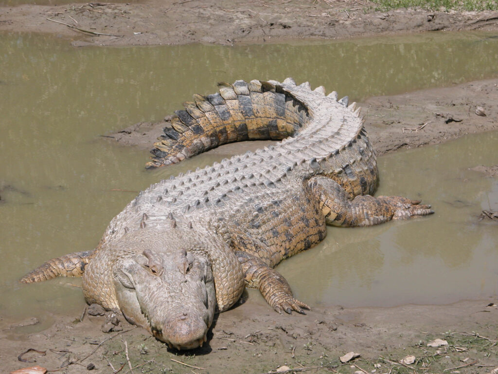 SaltwaterCrocodileMaximo