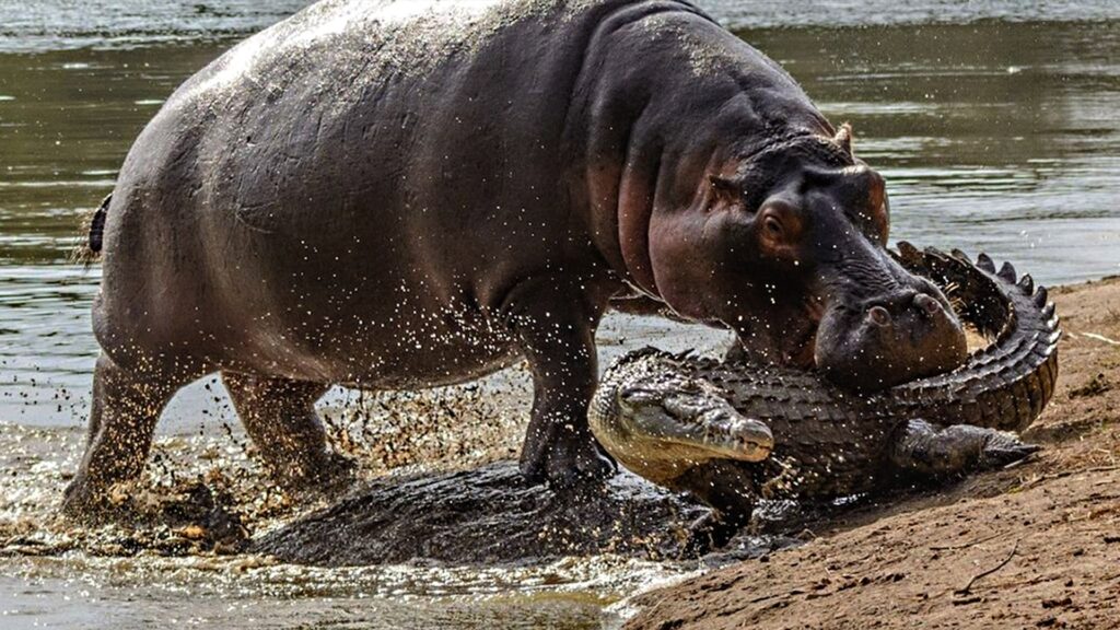 hippo crocc