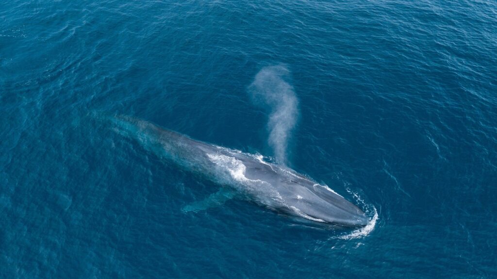 sri lanka blue whale ChristianLoader
