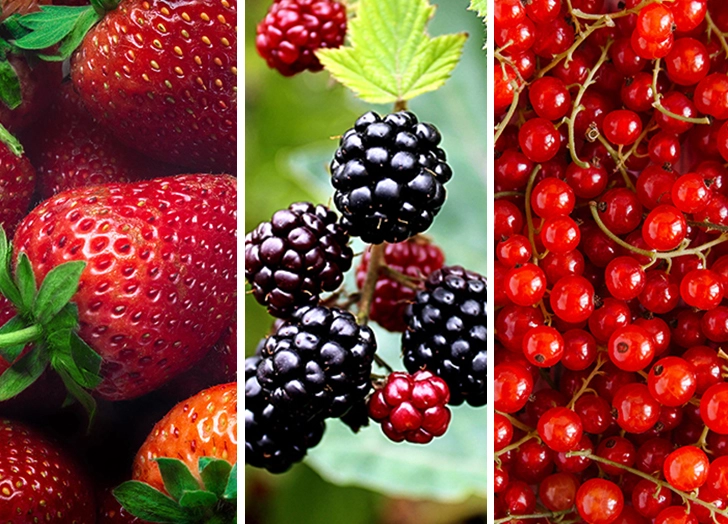 types of berries cat