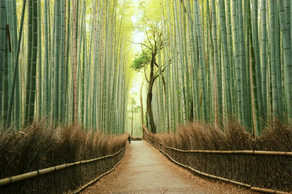 Arashiyama GettyImages 540757494