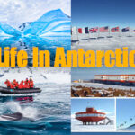 Life In Antarctica