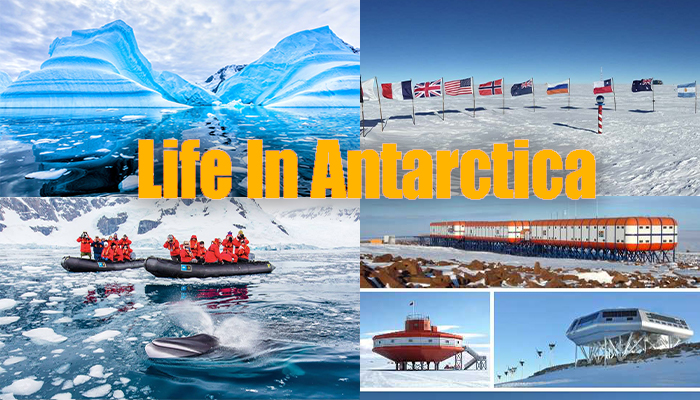 Life In Antarctica