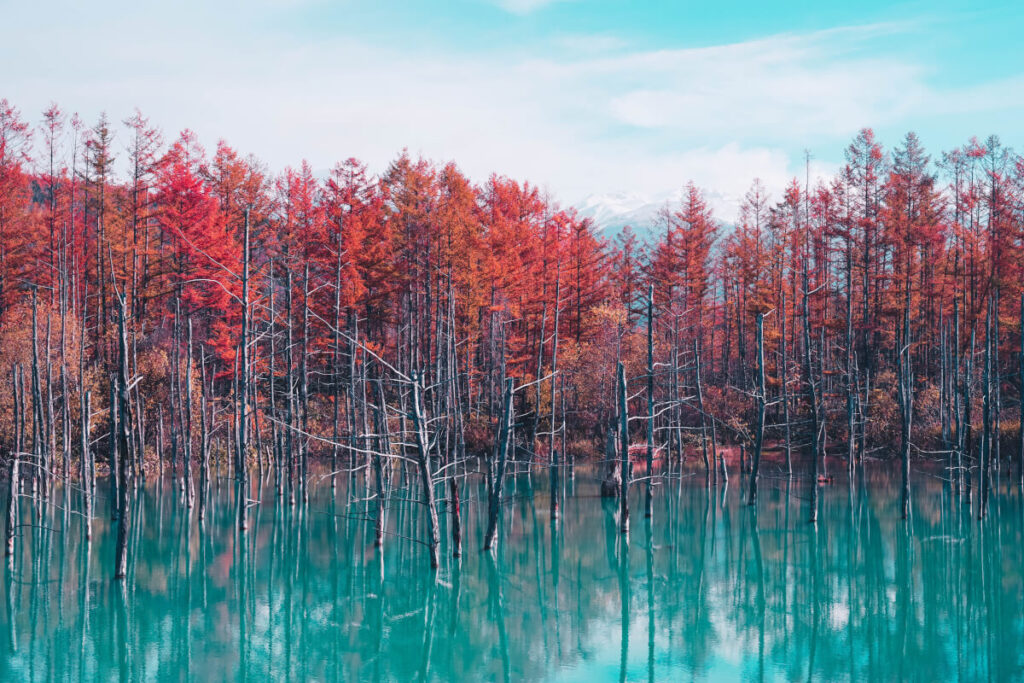 jarrett kow 1ZOyYPOBn7I unsplash