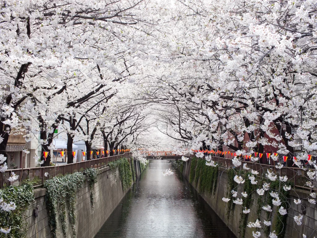 meguro river cherry blossoms GettyImages 166147357