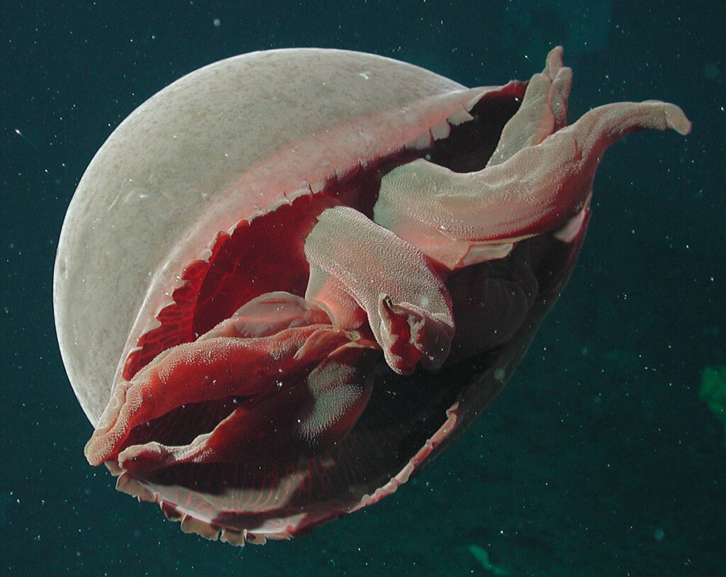 1200px Tiburonia granrojo noaa expl0827