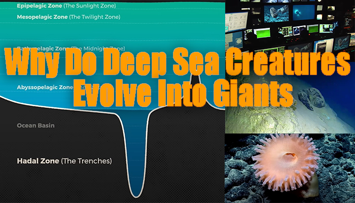 Why Do Deep Sea Creatures Evolve Into Giants