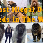 15 Most Illegal Dog Breeds In The World