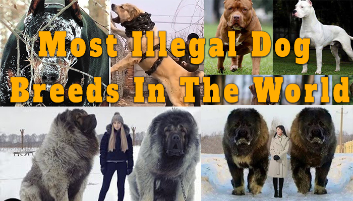 15 Most Illegal Dog Breeds In The World