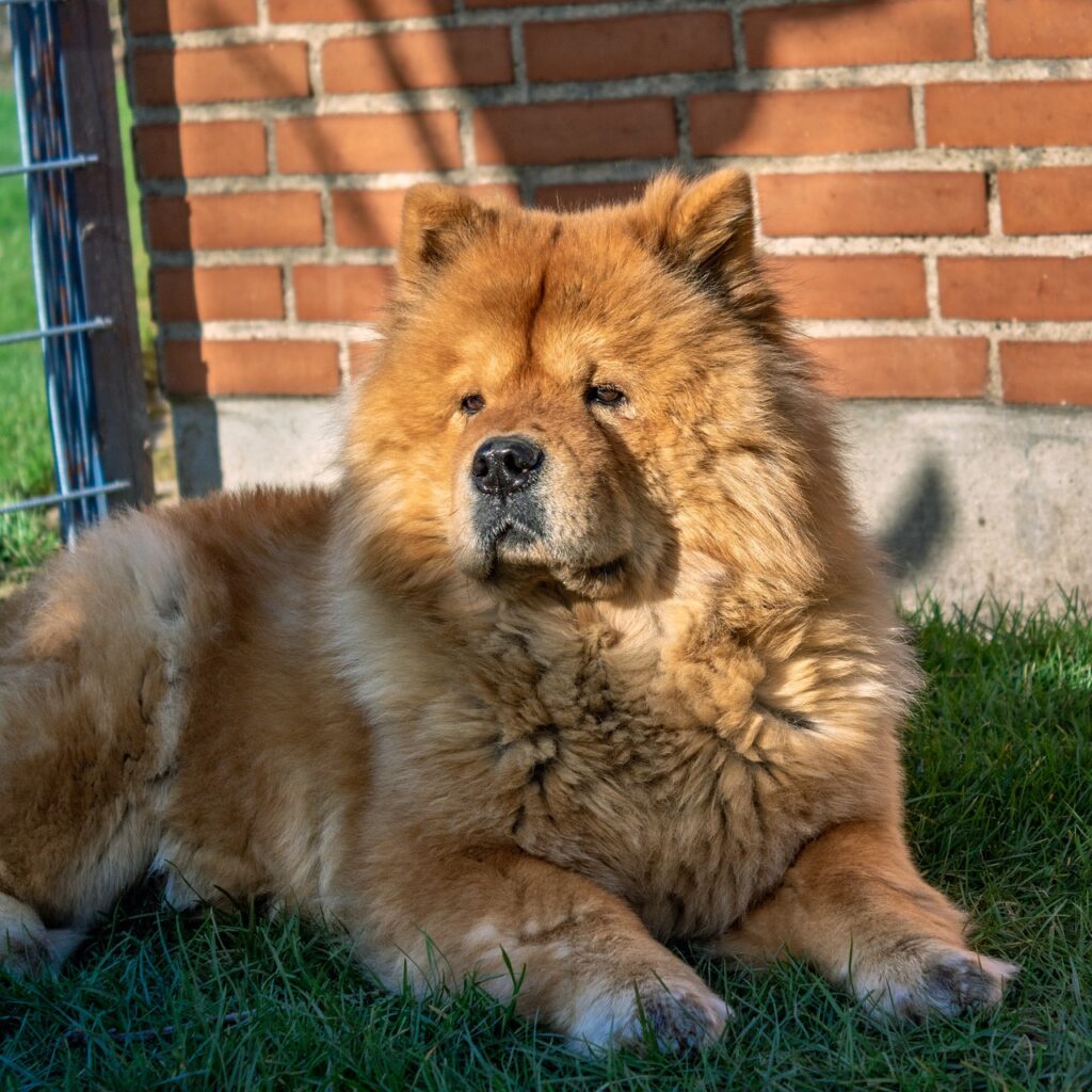 chow chow 4966952 1280