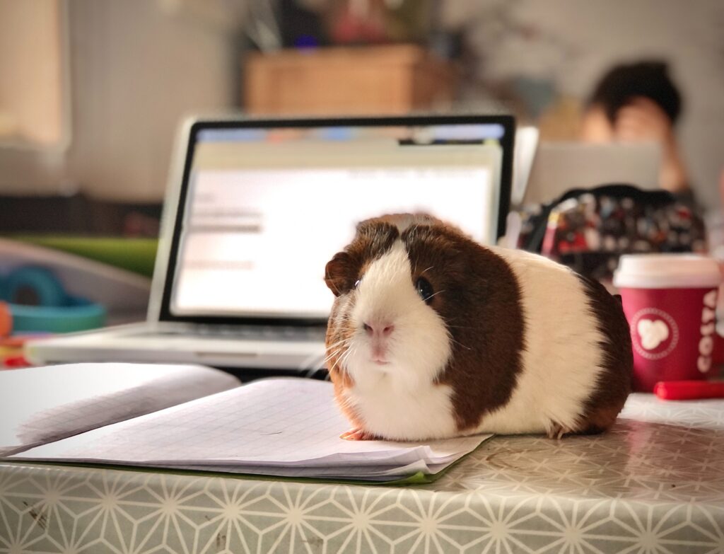best reasons to get a guinea pig
