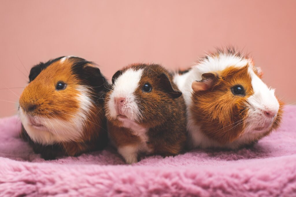 10 reasons to get a guinea pig