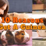 reasons to get a guinea pig