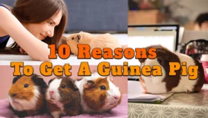 reasons to get a guinea pig