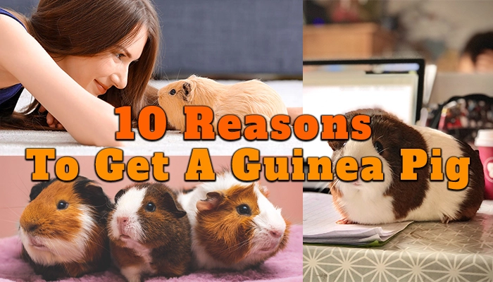reasons to get a guinea pig